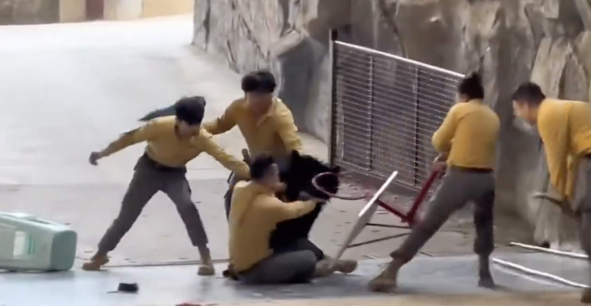 Scenă tensionată la o grădină zoologică: Un urs negru își atacă dresorul în fața publicului